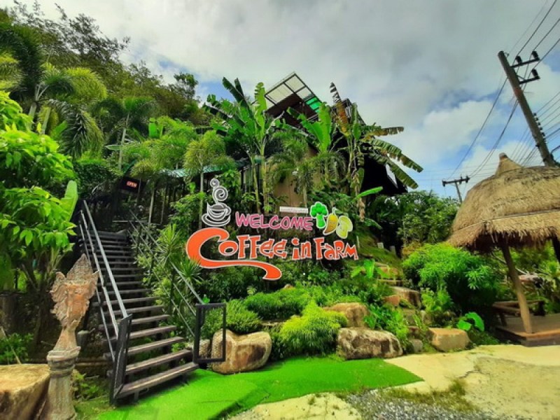 Coffee in farm Phuket - Image 2