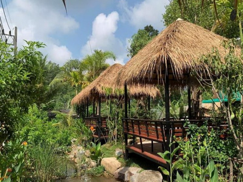 Coffee in farm Phuket - Image 5