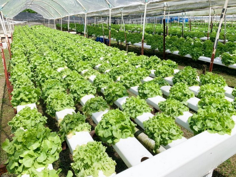 Wandee Steak Salad T Bar - Image 3