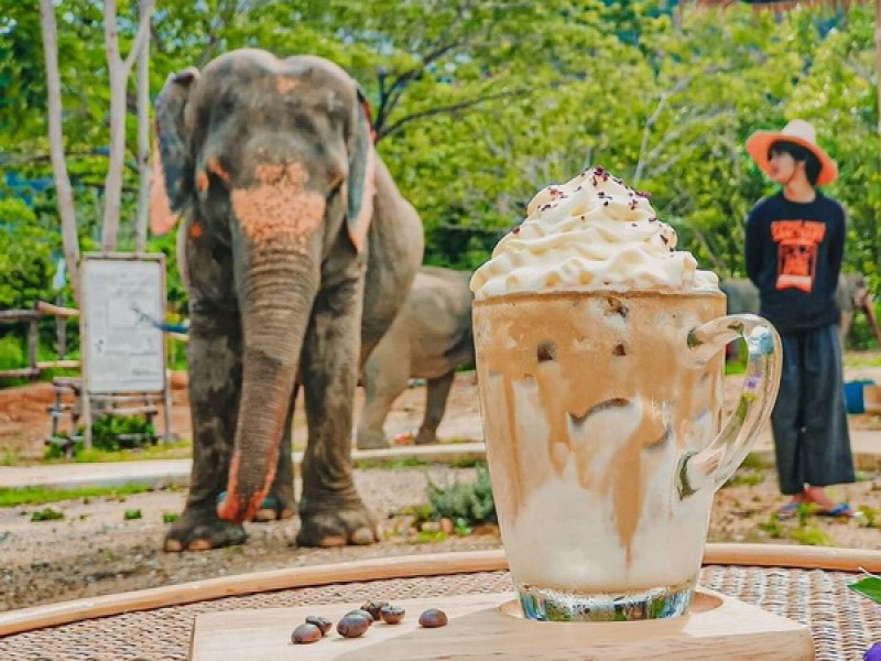Elephant Jungle Cafe