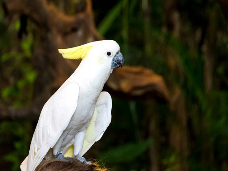 Phuket Bird Park - Image 3