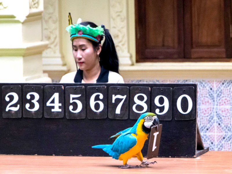 Phuket Bird Park - Image 5