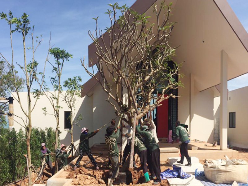 Tropical Landscaping International - Image 5