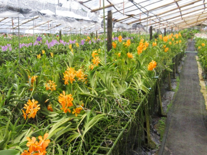 Phuket Orchid Farm - Image 2