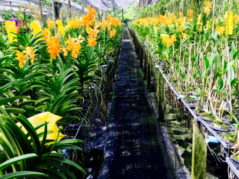 Phuket Orchid Farm - Image 3