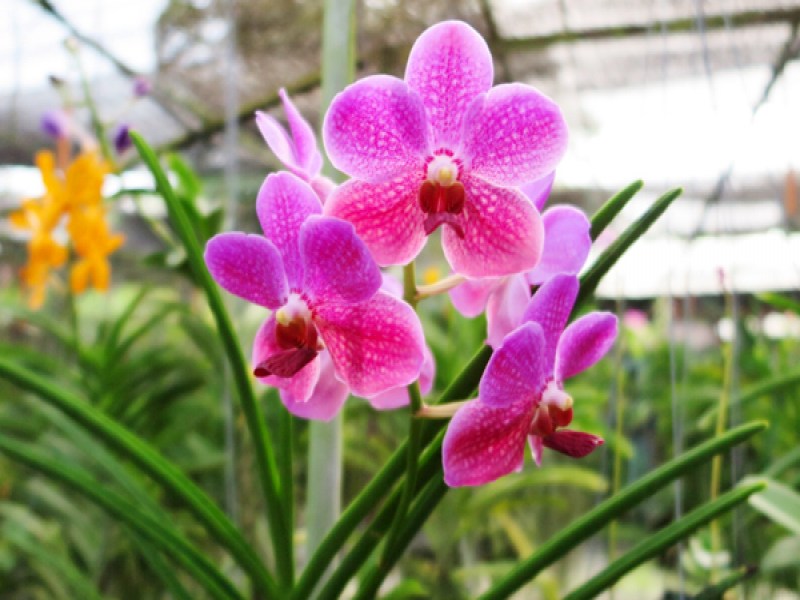 Phuket Orchid Farm - Image 4