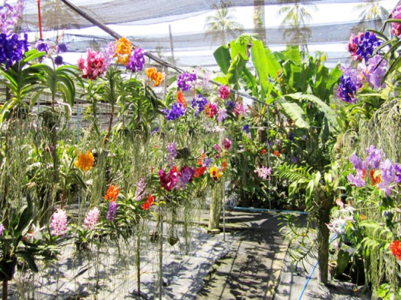 Phuket Orchid Farm - Image 5