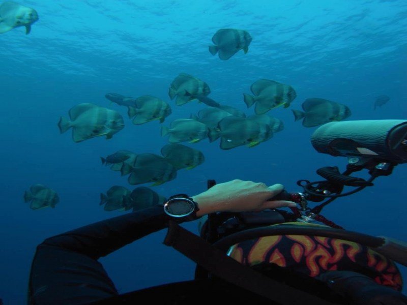 Dive Supply Co., Ltd. - Image 4