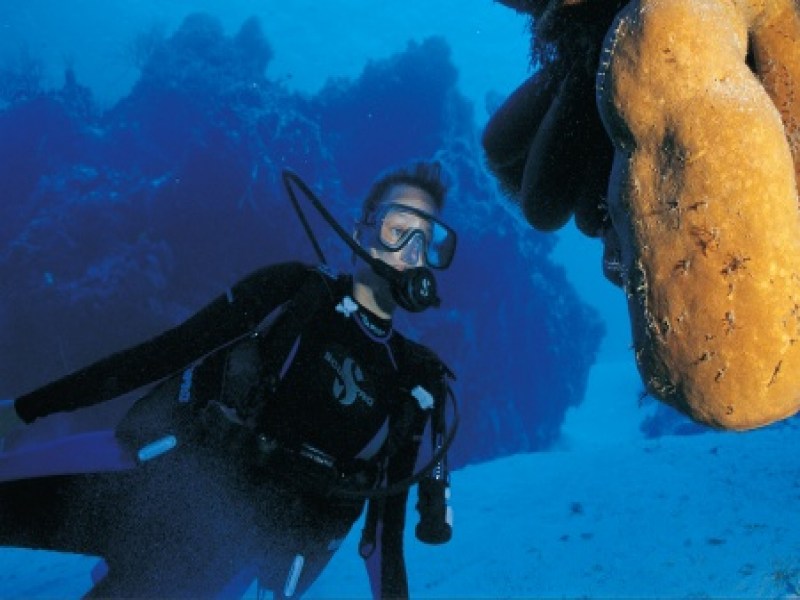 Dive Supply Co., Ltd. - Image 2