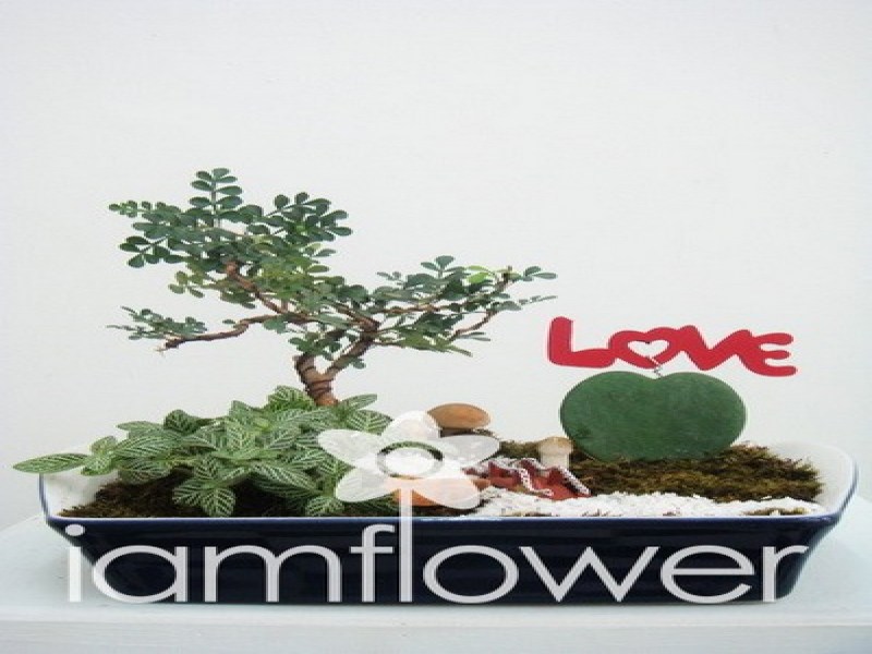 I Am flower - Image 4