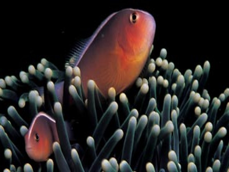 Dive Guide Thailand - Image 2